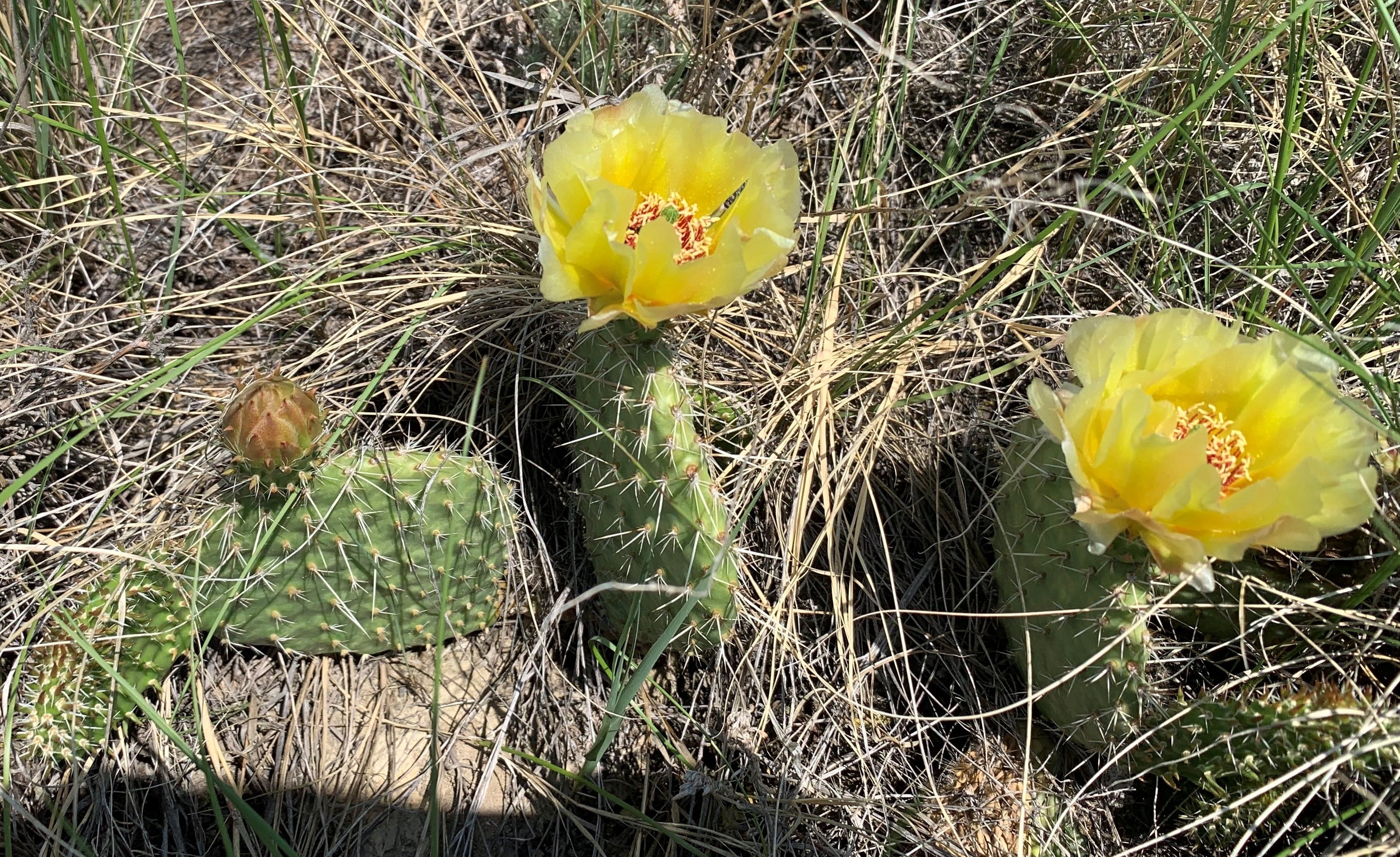 Theodore Roosevelt NP